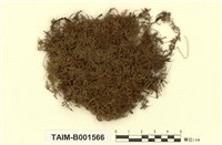 藏品(細枝羽苔)的圖片